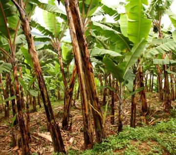 Projet SCET-Tunisie, projet fruits et légumes en Guinée